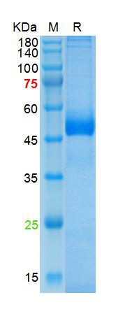 Recombinant human Azurocidin, 