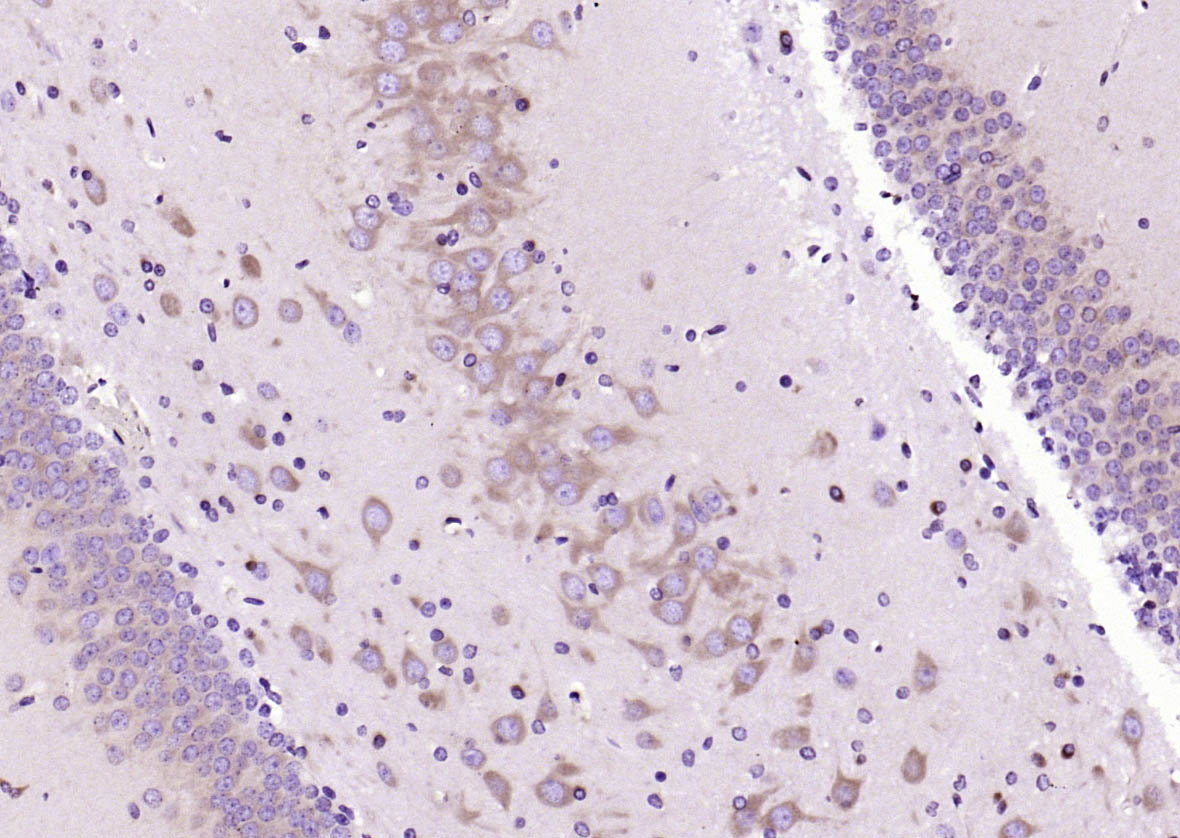 MEK2 Mouse mAb(bsm-33216M)-50u