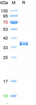 Recombinant SARS-CoV-2 (Omicro