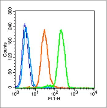 phospho-Hsp90 beta (Ser226) Ra