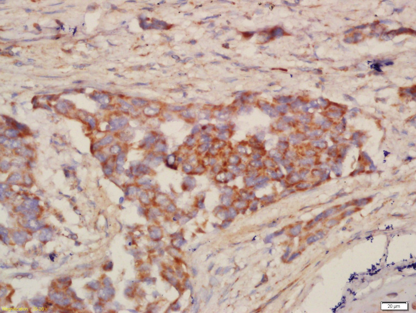 NALP12 Rabbit pAb(bs-6864R)-50