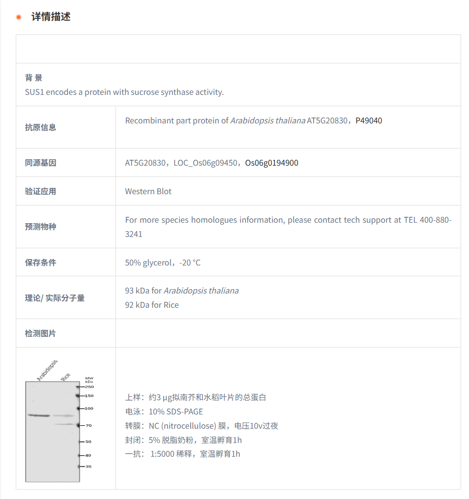 【植物抗体】Anti-SUS1/ Sucrose synth