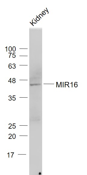 MIR16 Rabbit pAb(bs-12039R)-50