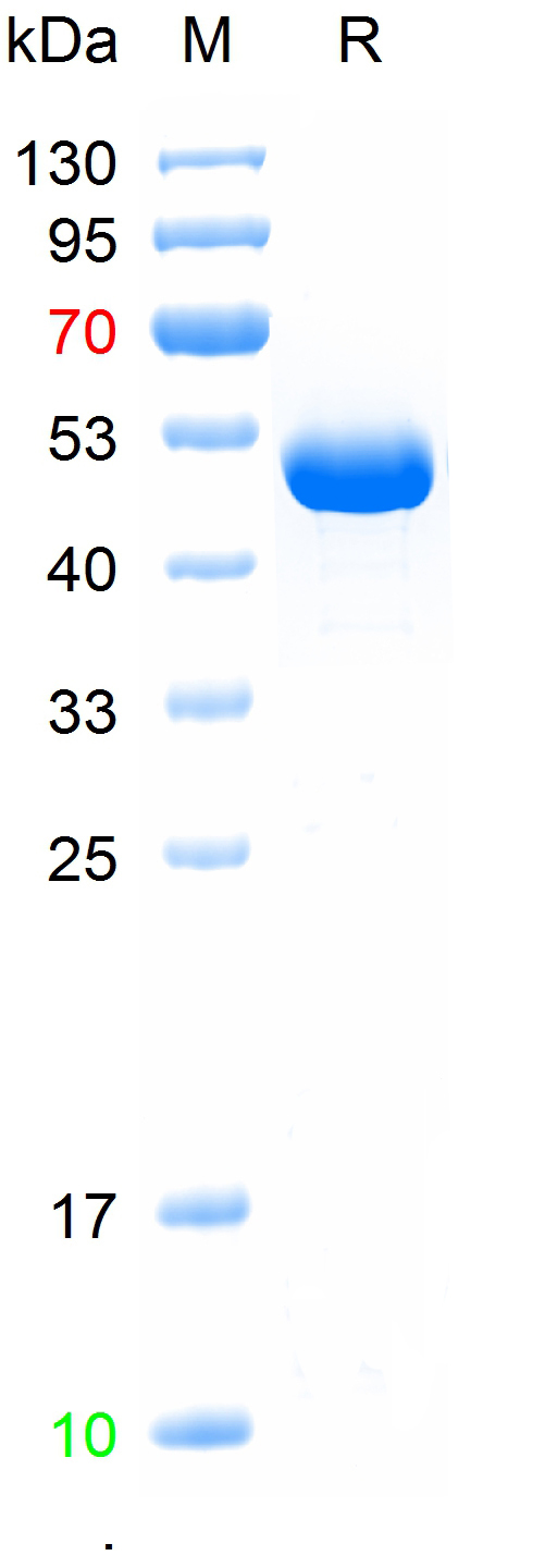 Recombinant human NSE protein,
