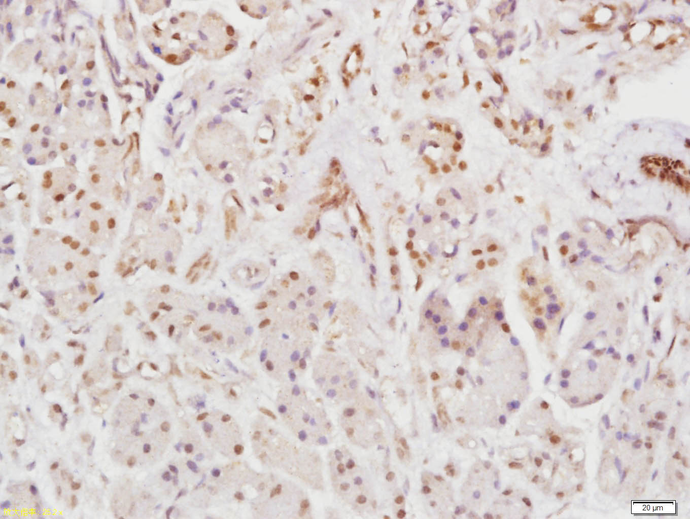 Rho B Rabbit pAb(bs-11142R)-50