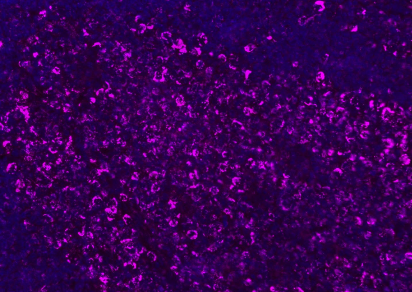 CD8B Rabbit pAb(bs-4914R)-50ul