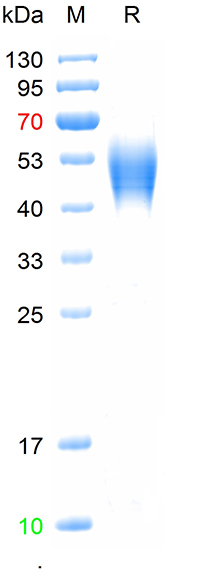 Recombinant mouse IL2RA  prote