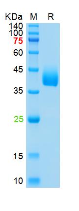 Recombinant human Azurocidin, 