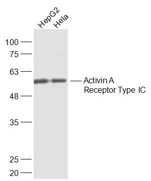 Activin A Receptor Type IC Rab