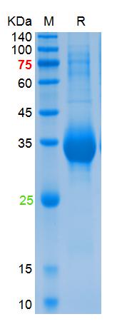Recombinant SARS-Cov-2 Spike R