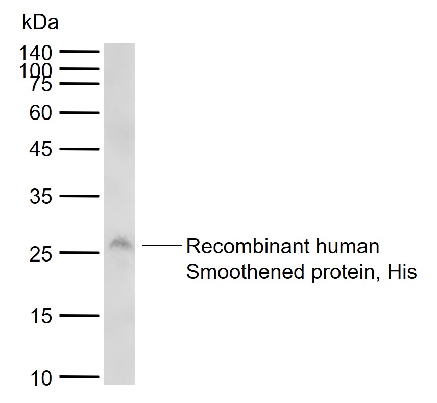 SMO Rabbit pAb(bs-2801R)-50ul/