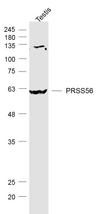PRSS56 Rabbit pAb(bs-24096R)-5