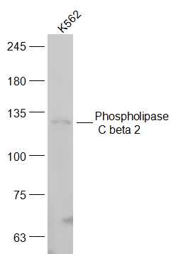Phospholipase C beta 2 Rabbit 