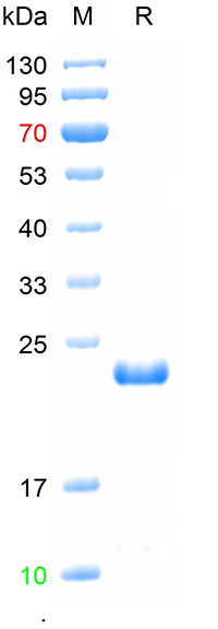 Recombinant human G-CSF protei