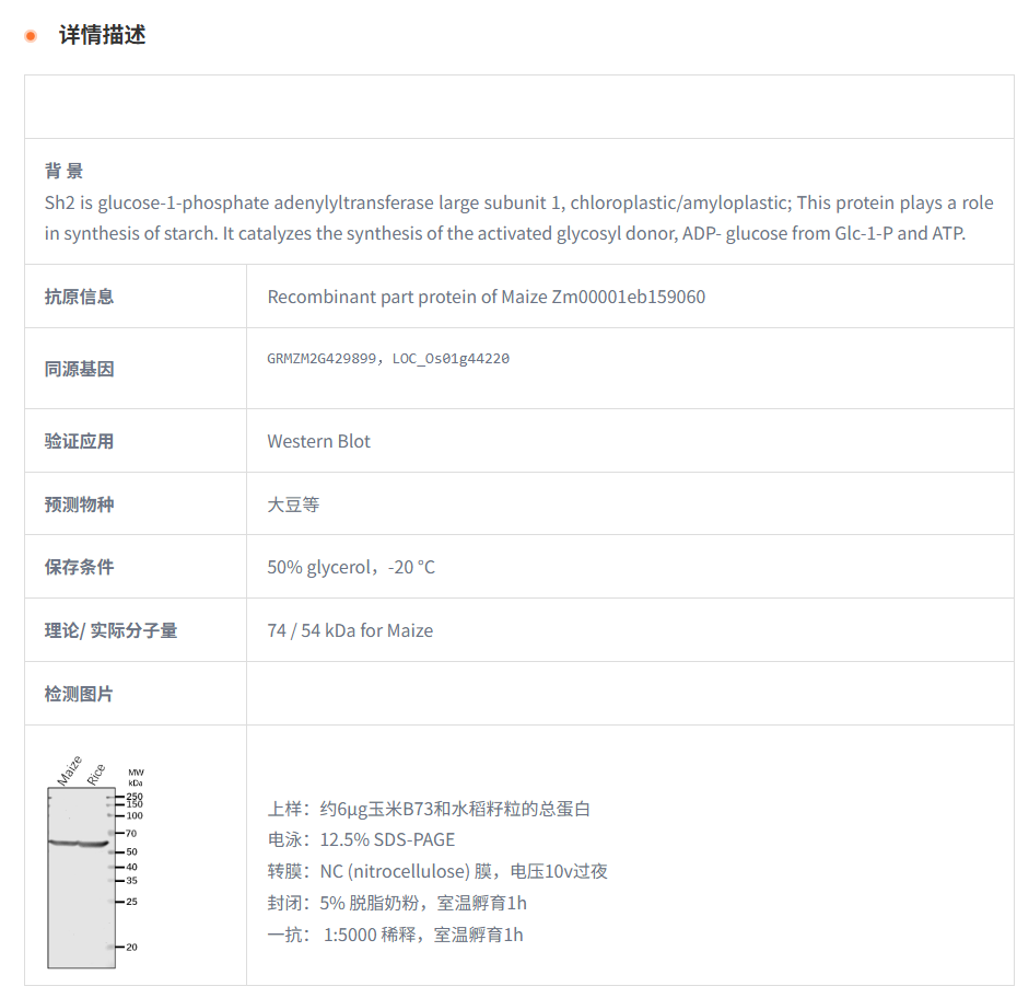 【植物抗体】Anti-Sh2/ Shrunken2/ ADP