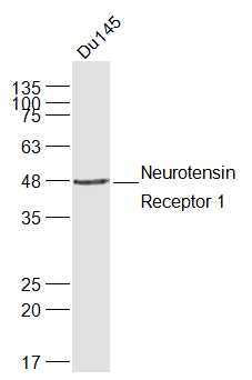 Neurotensin Receptor 1 Rabbit 
