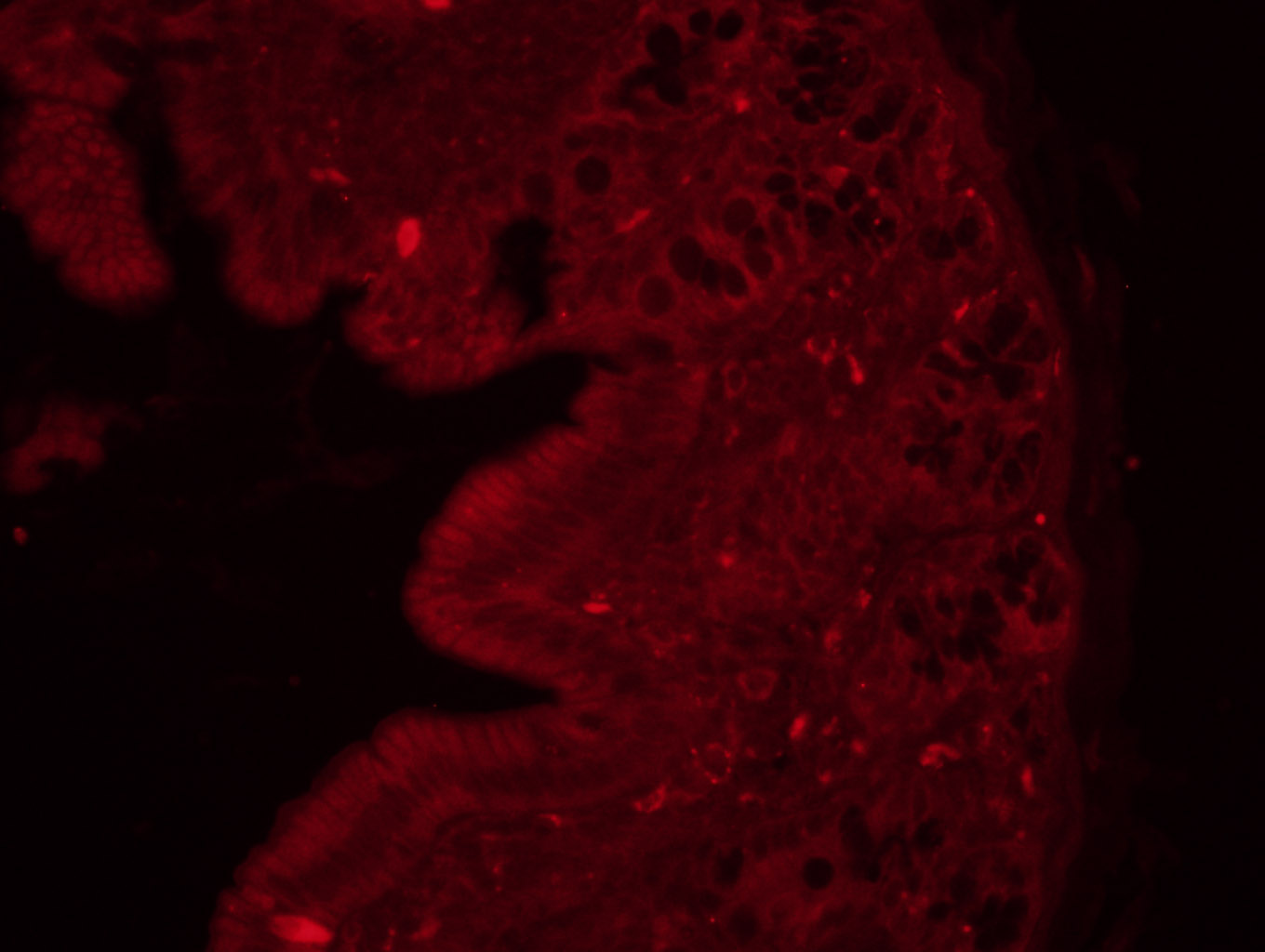 MLCK Rabbit pAb(bs-4705R)-50ul