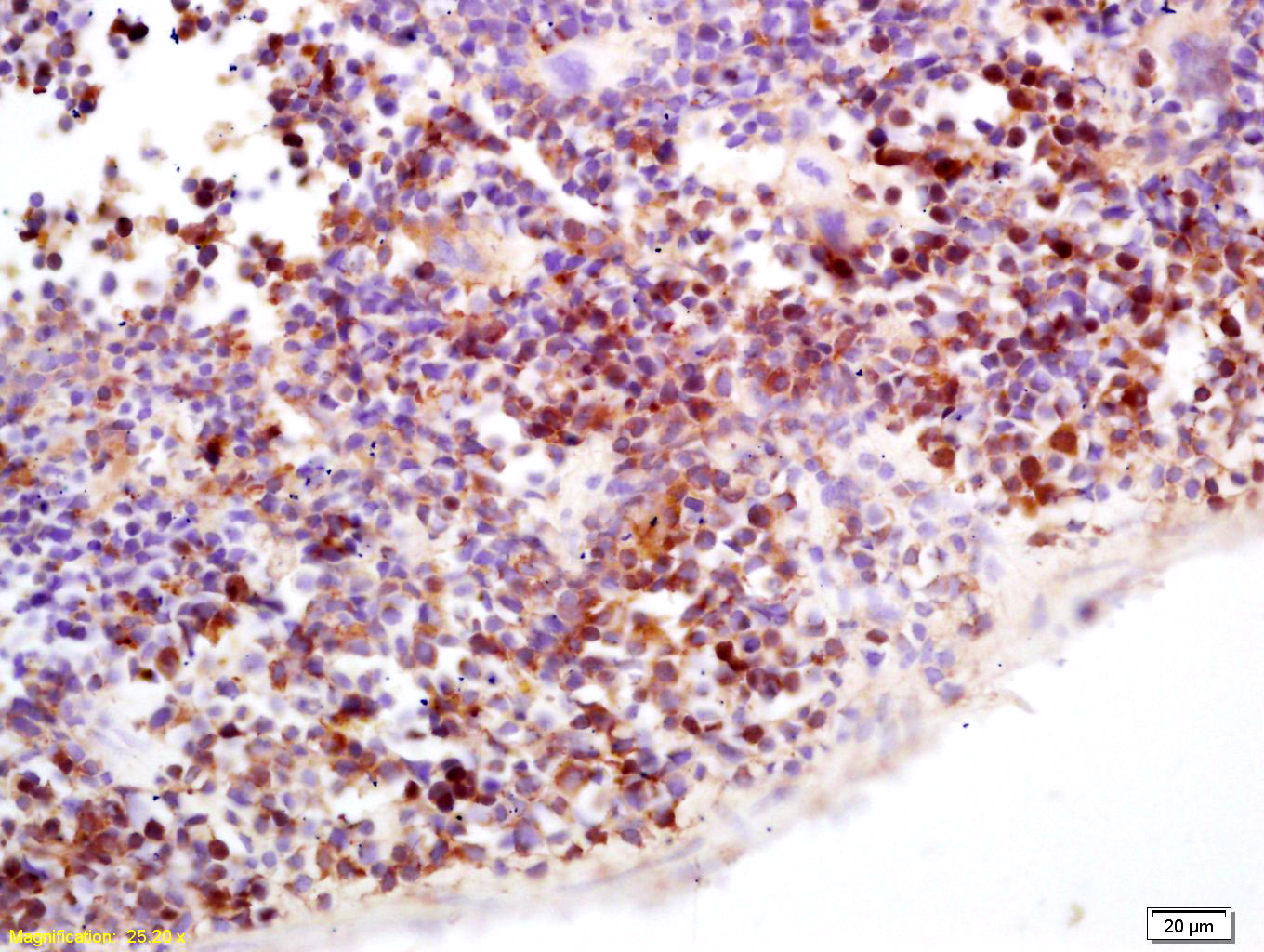 APOBEC3B Rabbit pAb(bs-12494R)