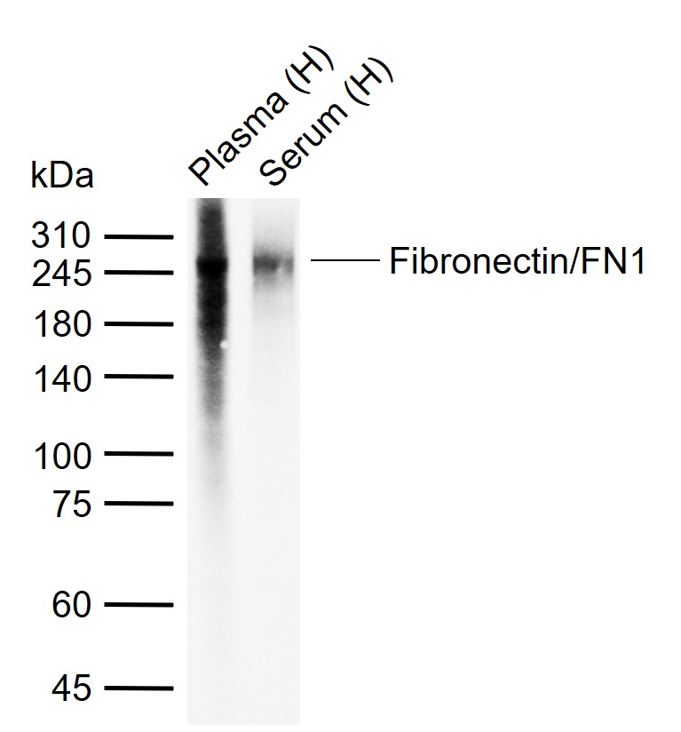Fibronectin/FN1 Mouse mAb(bsm-