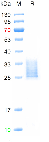 Recombinant human CD34 protein