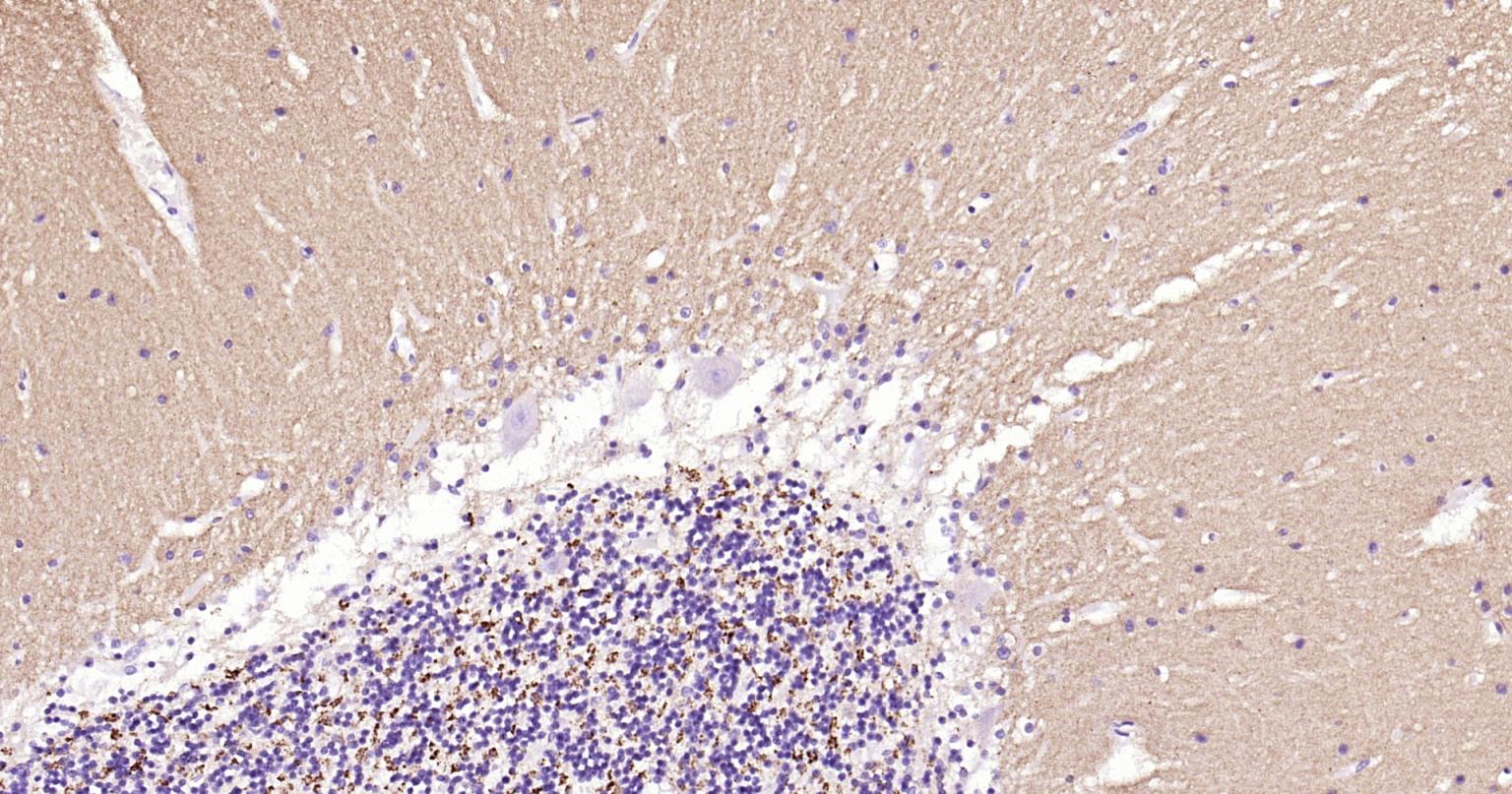 Alpha-Synuclein Mouse mAb(bsm-