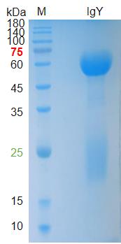 Chicken IgY protein(bs-0432P)-