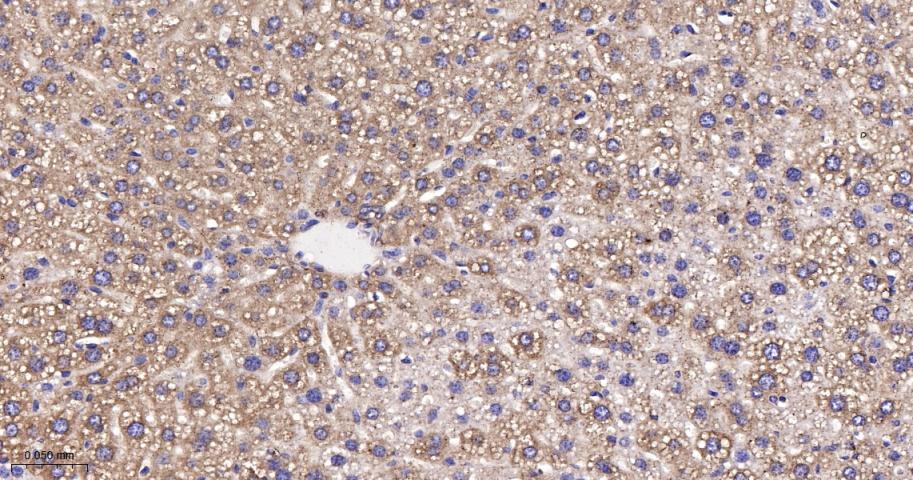 EEF1A1 Recombinant Rabbit mAb(
