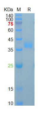 Recombinant human Azurocidin, 