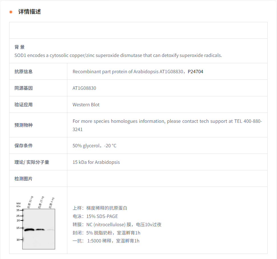 【植物抗体】Anti-SOD1/ Copper/zinc s