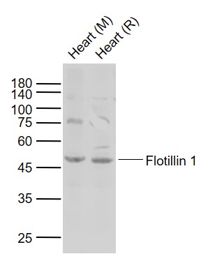 Flotillin 1 Rabbit pAb(bs-7798