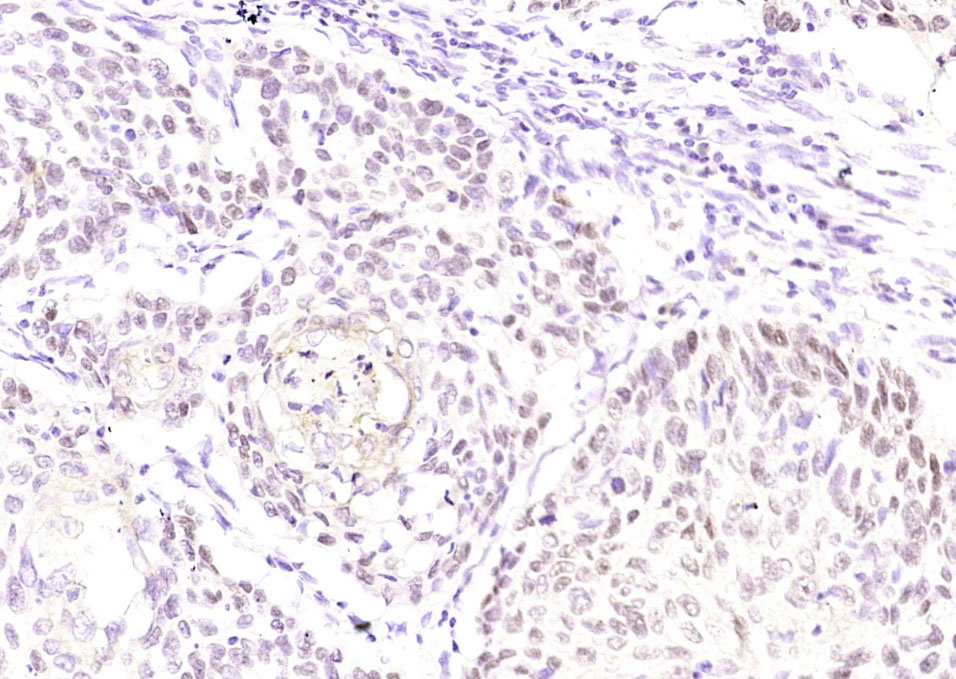 P63(ready to use) Mouse mAb(BH