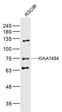 KIAA1434 Rabbit pAb(bs-17006R)