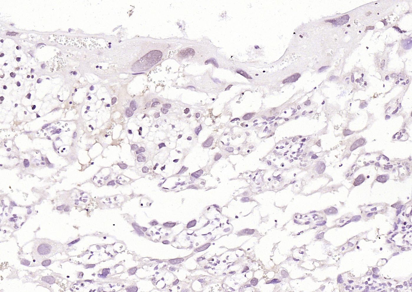 PLK1 Rabbit pAb(bs-3535R)-50ul