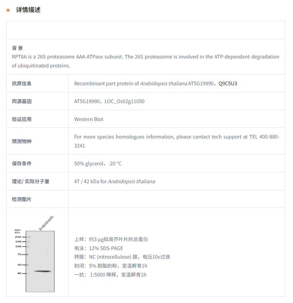 【植物抗体】Anti-RPT6A/ 26S proteaso