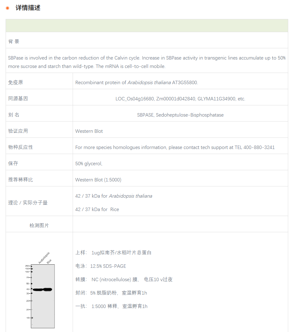 【植物抗体】Anti-SBPase / Sedoheptul