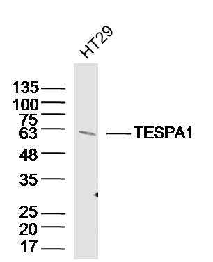 TESPA1 Rabbit pAb(bs-8623R)-50