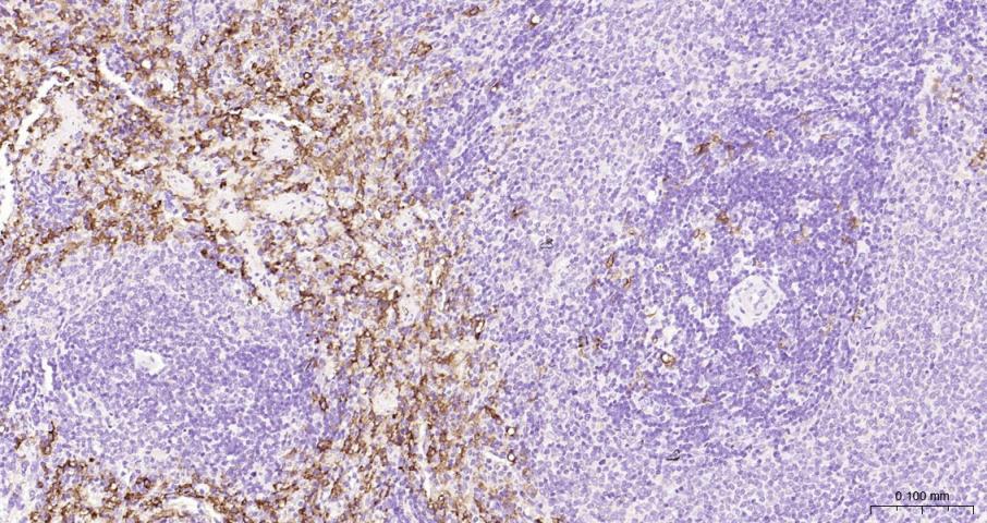 CD163 Rabbit pAb(bs-2527R)-50u