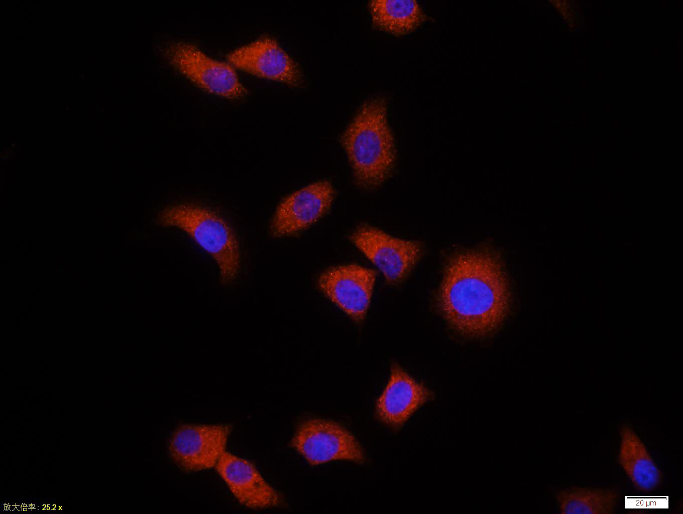 产品细节图片10