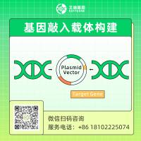 CRISPR/Cas9基因敲入载体构建服务（荧光蛋白定点敲入（EFGP、Luc、mCherry等）/ 标签蛋白定点敲入（Flag、HA、Myc、HiBiT等）/ 特定位点敲入 / 基因点突变）