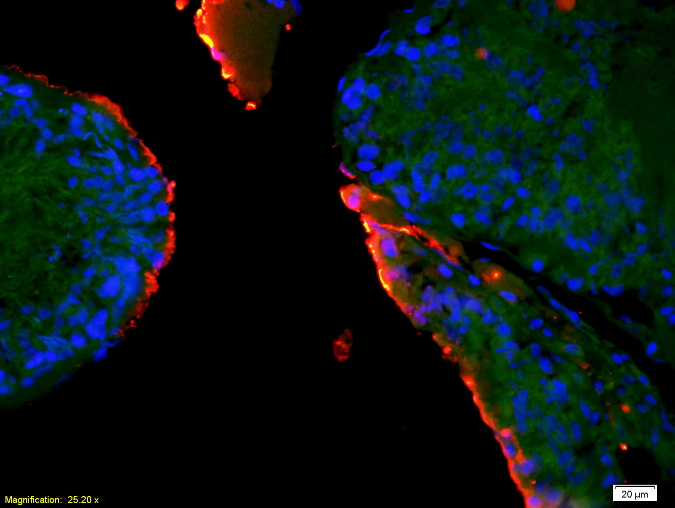 EPHA10 Rabbit pAb(bs-10052R)-5