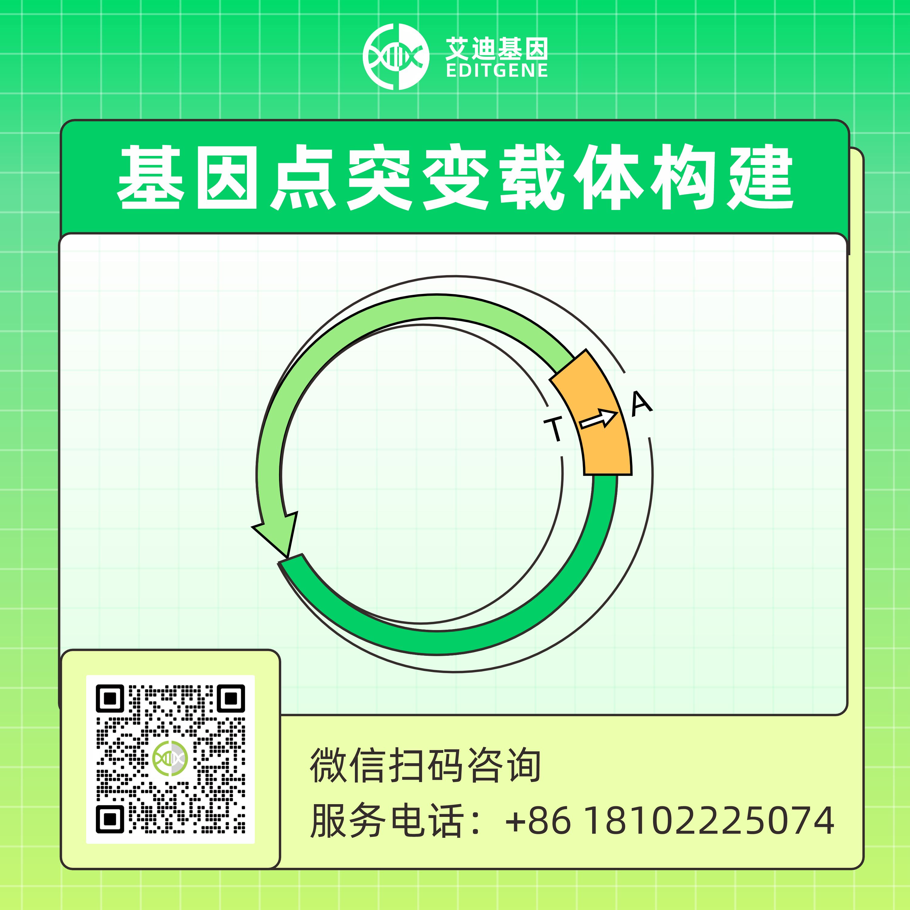 CRISPR/Cas9基因点突变载体构建服务
