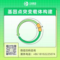 CRISPR/Cas9基因点突变载体构建服务