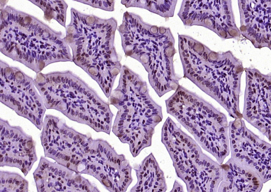 DHDH Rabbit pAb(bs-14302R)-50u