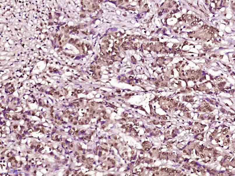 Histone H3 (mono methyl K79) M