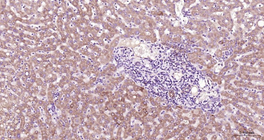 Cytochrome C Rabbit pAb(bs-001