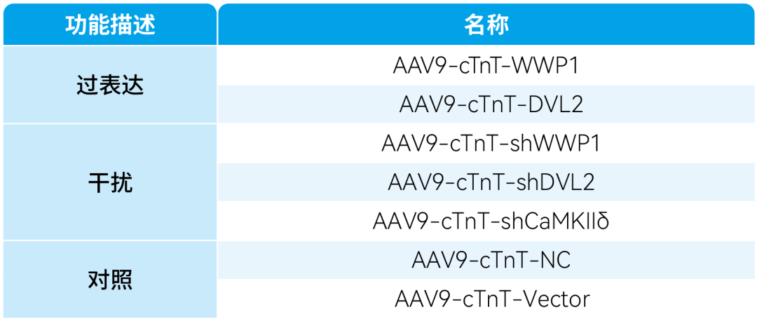 IF=23.603【AAV在心脏疾病中的应用】科学家揭示病理性心肌肥厚及心力衰竭治疗的潜在靶点