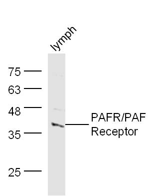 PAFR/PAF Receptor Rabbit pAb(b