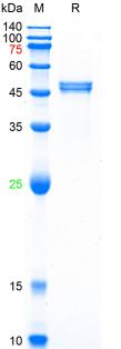 Recombinant HPV16 E6 protein, 