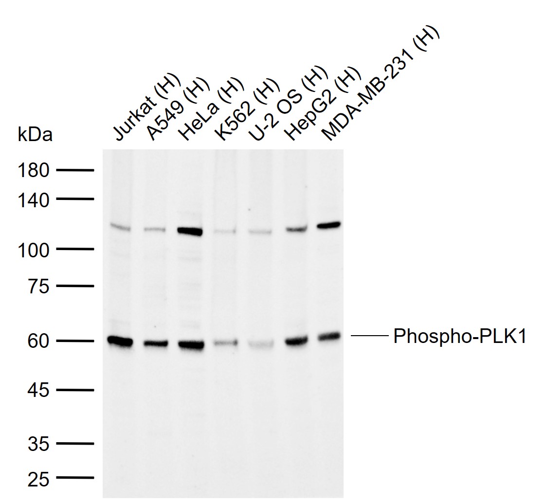 phospho-PLK1 (Ser137) Rabbit p