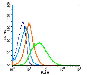 A4GALT Rabbit pAb(bs-7588R)-50